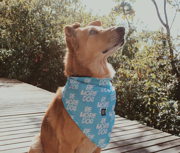 Pañoleta Be more dog Dogpack