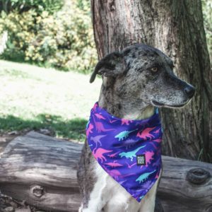 Pañoleta Purple Dino Dogpack