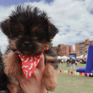 Pañoleta Red Magma Dogpack