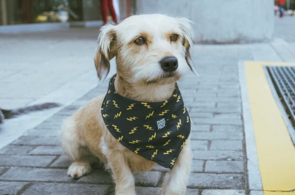 Pañoleta Thunder Dogpack