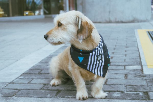 80's Pañoletas Dogpack