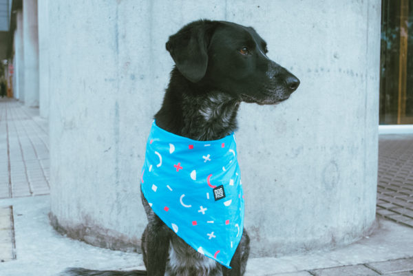 Symbol Pañoletas Dogpack