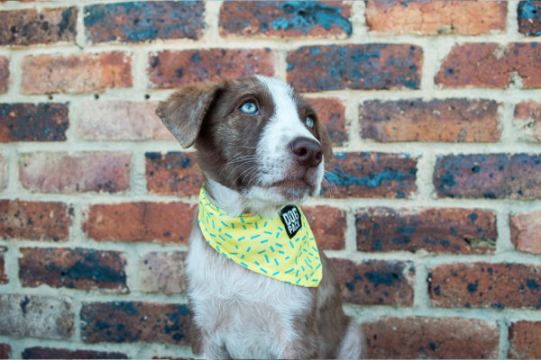 Pañoleta Yellow Sparkle Dogpack