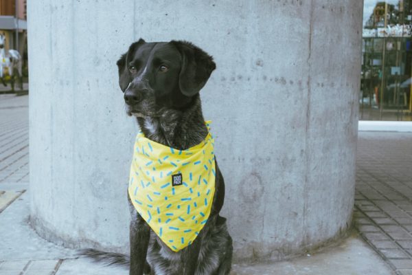Pañoleta Yellow Sparkle Dogpack
