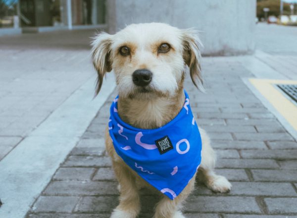 Pañoleta Ribbon Dogpack